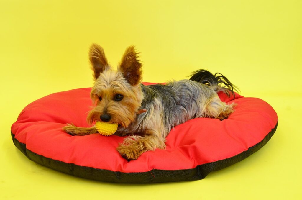 our-story-01 Adorable Yorkshire Terrier resting on a vibrant red cushion against a yellow background.