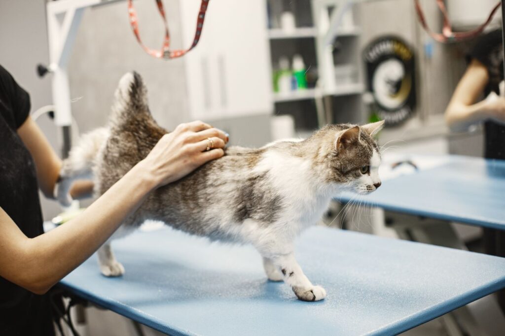 our-story-02 A cat receiving grooming in a professional pet grooming setting.